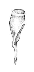 Entosthodon jamesonii subsp. productus, capsule, dry. Entosthodon jamesonii subsp. productus drawn from G.O.K. Sainsbury s.n., Nov. 1931, CHR 499803.
 Image: R.C. Wagstaff © Landcare Research 2019 CC BY 3.0 NZ